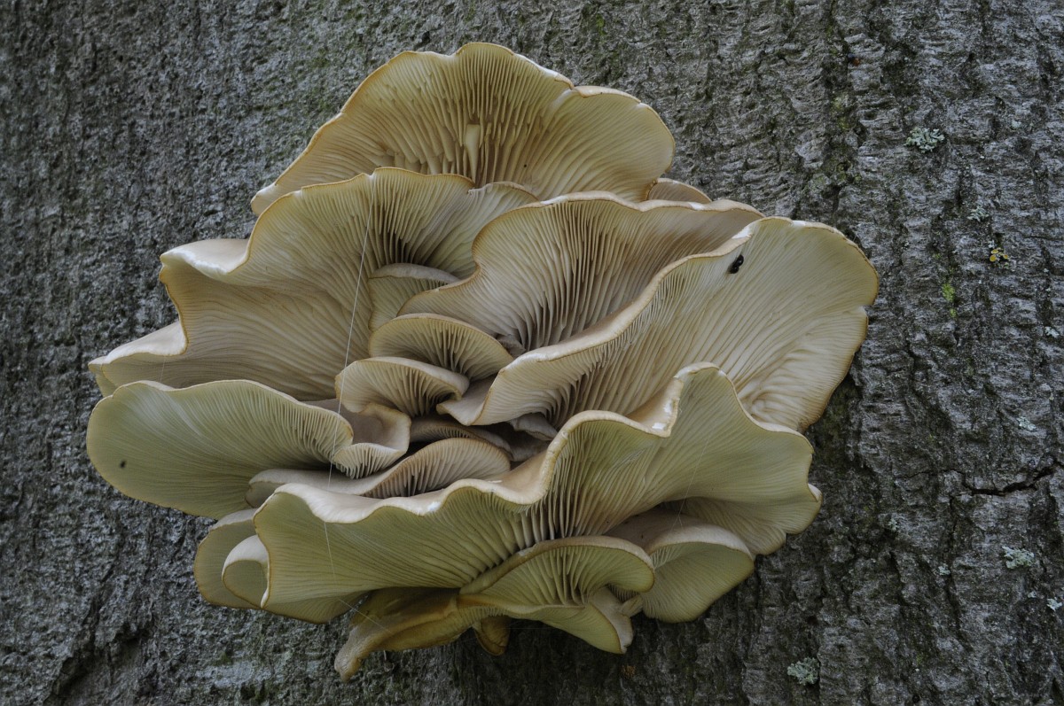 Pleurotus ostreatus — Ten Mile Mushrooms