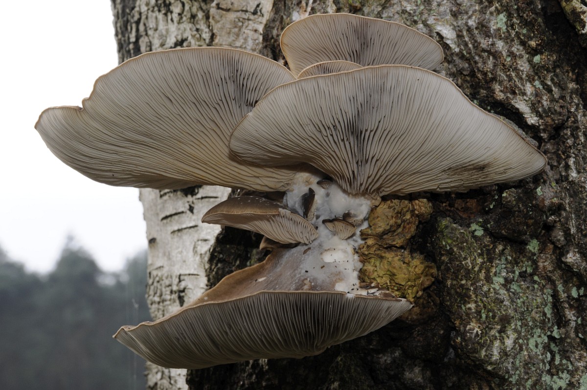 http://www.freenatureimages.eu/Plants/Funghi,%20Paddestoelen,%20Mushrooms-Toadstools/Pleurotus%20ostreatus%2C%20Oyster%20mushroom/Pleurotus%20ostreatus%206%2C%20Gewone%20oesterzwam%2C%20Saxifraga-Luuk%20Vermeer.jpg