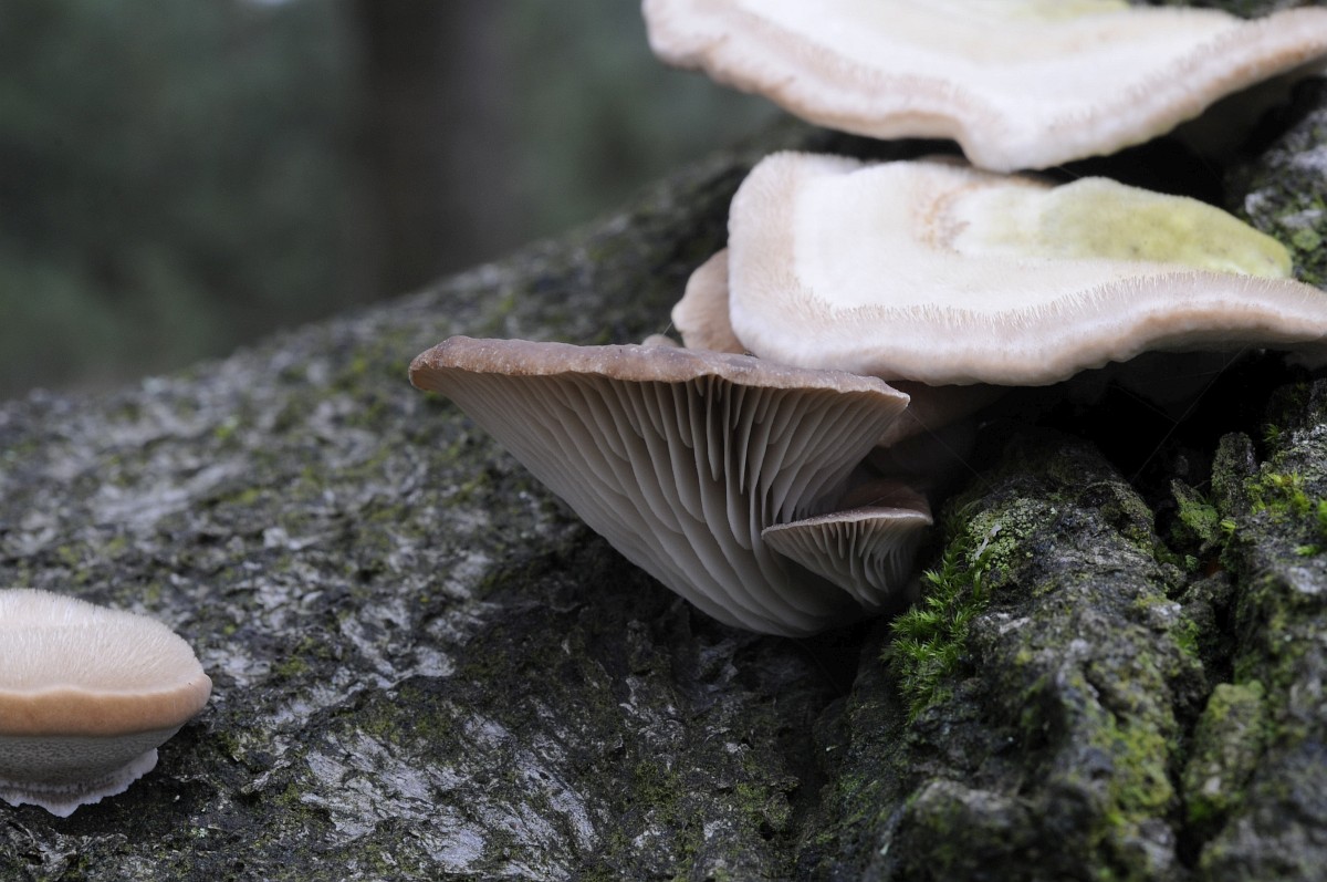 Pleurotus ostreatus — Ten Mile Mushrooms