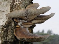 Pleurotus ostreatus 11, Gewone oesterzwam, Saxifraga-Luuk Vermeer