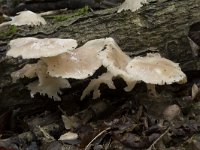 Pleurotus ostreatus 12, Gewone oesterzwam, Saxifraga-Willem van Kruijsbergen