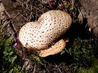 Polyporus squamosus 4, Zadelzwam, Saxifraga-Peter Meininger