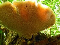 Polyporus squamosus 9, Zadelzwam, Saxifraga-Hans Grotenhuis