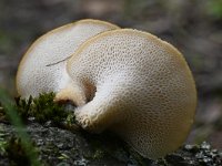 Polyporus tuberaster 4, Franjeporiezwam, Saxifraga-Luuk Vermeer