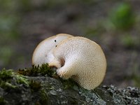 Polyporus tuberaster 8, Franjeporiezwam, Saxifraga-Luuk Vermeer