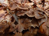 Polyporus umbellatus 2, Schermpjeseikhaas, Saxifraga-Ed Stikvoort