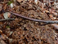 Polyporus umbellatus 5, Schermpjeseikhaas, Saxifraga-Ed Stikvoort