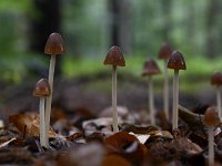 Psathyrella conopilus 2, Langsteelfranjehoed, Saxifraga-Luuk Vermeer