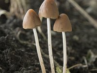 Psathyrella conopilus 5, Langsteelfranjehoed, Saxifraga-Willem van Kruijsbergen