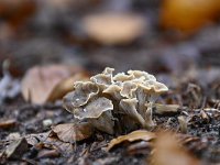 Pseudocraterellus undulatus 11, Kleine trompetzwam, Saxifraga-Luuk Vermeer