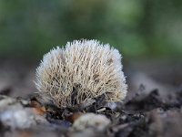 Pterula multifida 4, Sparrenveertje, Saxifraga-Luuk Vermeer