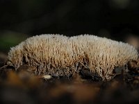 Pterula multifida 6, Sparrenveertje, Saxifraga-Luuk Vermeer