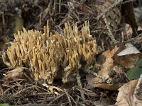 Ramaria eumorpha 7, Naaldboskoraalzwam, Saxifraga-Willem van Kruijsbergen