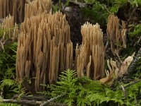 Ramaria flaccida 6, Slappe koraalzwam, Saxifraga-Willem van Kruijsbergen