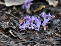 Ramariopsis pulchella 2, Lila koraaltje, Saxifraga-Luuk Vermeer