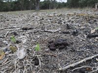 Rhizina undulata 3, Oliebolzwam, Saxifraga-Luuk Vermeer