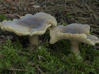 Rhodocollybia butyracea var butyracea 4, Roodbruine botercollybia, Saxifraga-Willem van Kruijsbergen