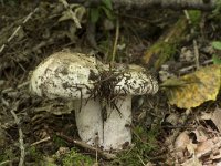 Russula anthracina var insipida 2, Anthracietrussula,, Saxifraga-Willem van Kruijsbergen