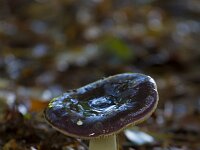 Russula caerulea