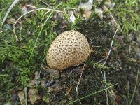 Fugus Common earthball (Scleroderma citrinum)  Fugus Common earthball (Scleroderma citrinum) : autumn, Common earthball, earth ball, earthball, fall, fugus, fungi, natural, nature, puffball, Scleroderma citrinum