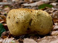 aardappelbovist  aardappelbovist op landgoed Staverden : Scleroderma citrinum