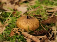 Scleroderma citrinum 8, Gele aardappelbovist, Saxifraga-Jaap Schelvis