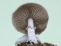 Stropharia aeruginosa 7, Echte kopergroenzwam, Saxifraga-Luuk Vermeer