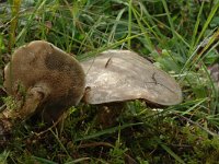 Suillus viscidus 2, Grauwe ringboleet, Saxifraga-Jan van der Straaten