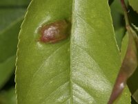 Taphrina farlowii