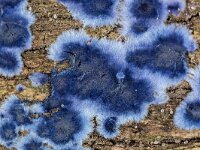 Terana caerulea