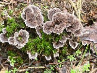 Thelephora terrestris 6, Gewone franjezwam, Saxifraga-Luuk Vermeer