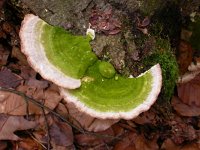 Trametes gibbosa 3, Witte bultzwam, Saxifraga-Peter Meininger