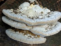 Trametes gibbosa 4, Witte bultzwam, Saxifraga-Lucien Rommelaars