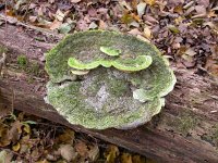 Trametes gibbosa 7, Witte bultzwam, Saxifraga-Peter Meininger