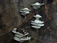 Trametes gibbosa 8, Witte bultzwam, Saxifraga-Lucien Rommelaars