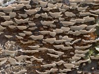 Trametes versicolor 19, Gewoon elfenbankje, Saxifraga-Jan Nijendijk