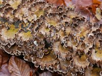 Trametes versicolor 39, Gewoon elfenbankje, Saxifraga-Tom Heijnen