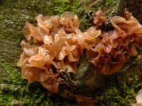 Tremella foliacea 6, Bruine trilzwam, Saxifraga-Luuk Vermeer