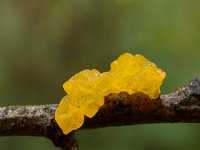 Tremella mesenterica 13, Gele trilzwam, Saxifraga-Jan Nijendijk