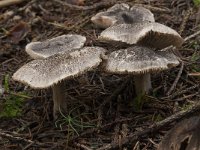 Tricholoma terreum 2, Muisgrijze ridderzwam, Saxifraga-Willem van Kruijsbergen