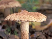 Tricholoma vaccinum 2, Ruige ridderzwam, Saxifraga-Jan de Laat