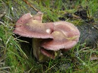 Tricholomopsis rutilans 7, Koningsmantel, Saxifraga-Luuk Vermeer