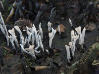 Xylaria hypoxylon 24, Geweizwam, Saxifraga-Willem van Kruijsbergen