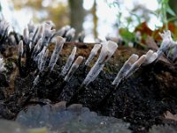 Xylaria hypoxylon 29, Geweizwam, Saxifraga-Tom Heijnen