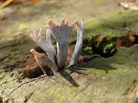 Xylaria hypoxylon 30, Geweizwam, Saxifraga-Tom Heijnen