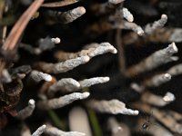 Xylaria hypoxylon 32, Geweizwam, Saxifraga-Tom Heijnen