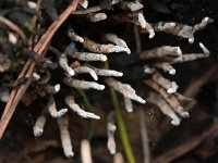 Xylaria hypoxylon 33, Geweizwam, Saxifraga-Tom Heijnen