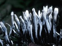 Xylaria hypoxylon 4, Geweizwam, Saxifraga-Jan de Laat