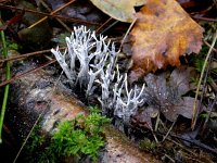 Xylaria hypoxylon 5, Geweizwam, Saxifraga-Peter Meininger