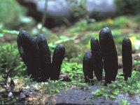 Xylaria polymorpha 3, Houtknotszwam, Saxifraga-Jan van der Straten